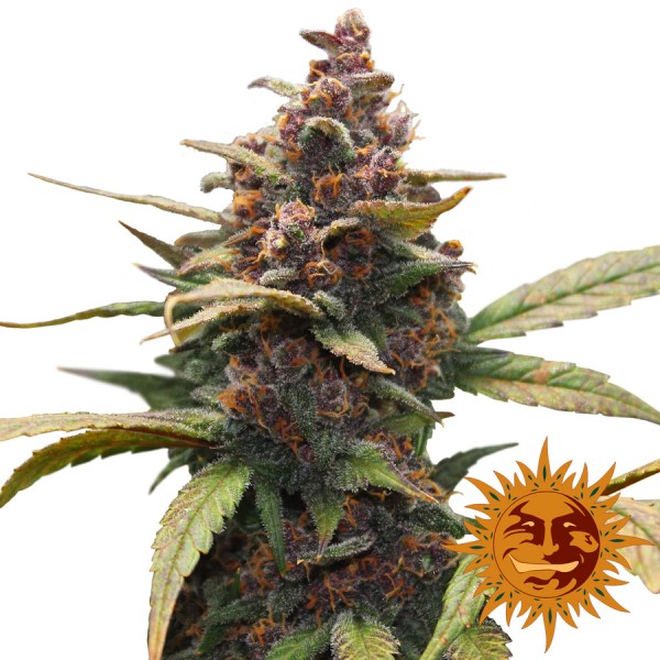 Насіння Ayahuasca Purple Feminised