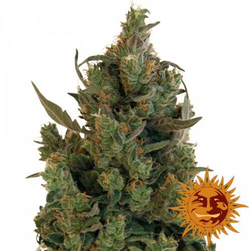 Насіння Blue Cheese Feminised