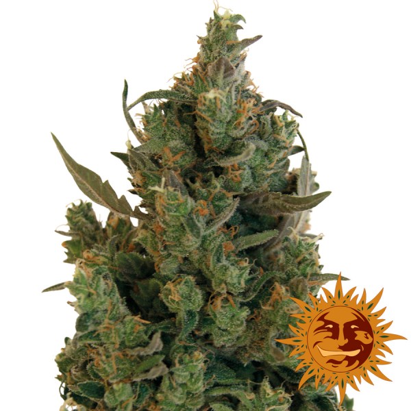 Насіння Blue Cheese Feminised