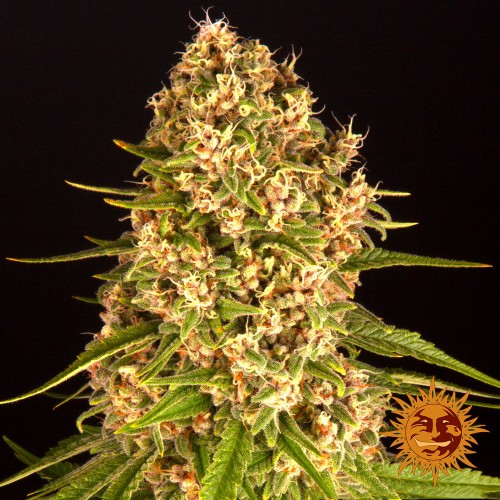 Насіння Blueberry Cheese Feminised