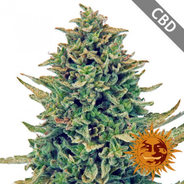 Насіння CBD Blue Shark Feminised