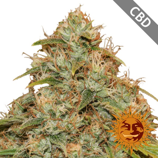 Насіння Auto CBD Lemon Potion Feminised