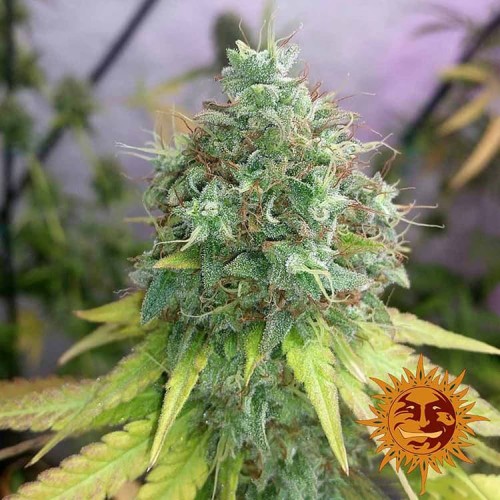Насіння G13 Haze Feminised