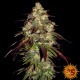 Amnesia Lemon Feminised seeds Barneys Farm