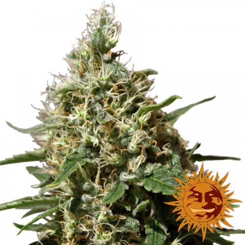 Peppermint Kush Feminised