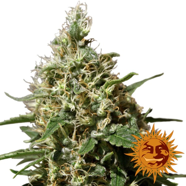 Peppermint Kush Feminised