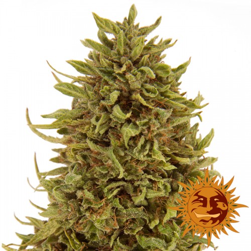 Auto Pineapple Express Feminised