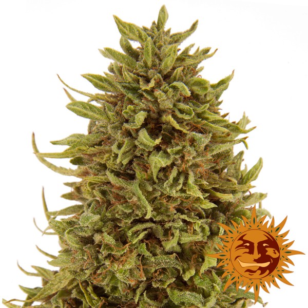 Auto Pineapple Express Feminised