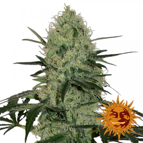 Насіння Auto Tangerine Dream Feminised