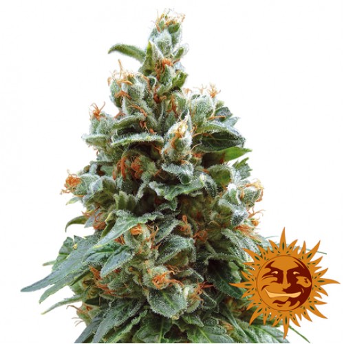 Vanilla Kush Feminised seeds