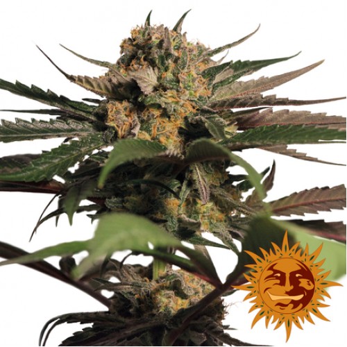 Violator Kush Feminised seeds