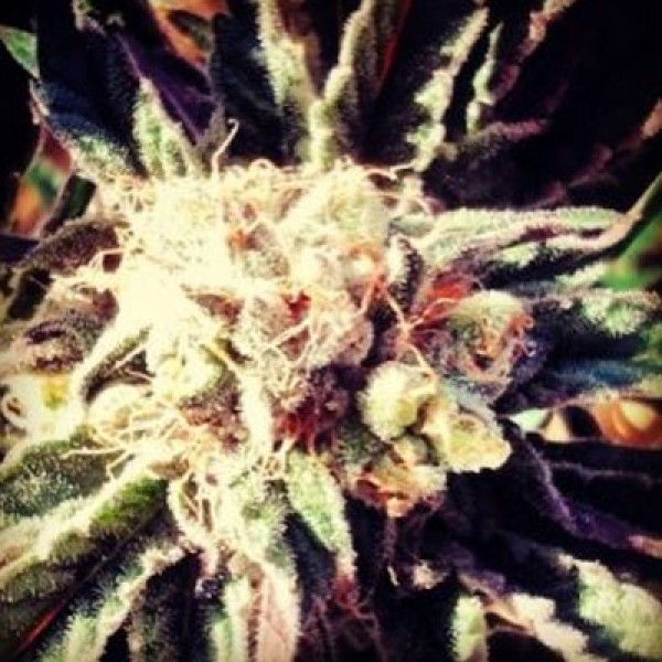 Auto Calamity Jane Feminised seeds
