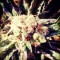 Auto Calamity Jane Feminised seeds