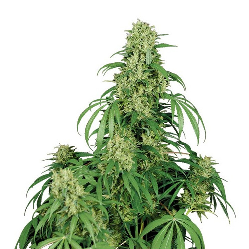 Auto Calamity Jane Feminised seeds