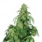 Auto Calamity Jane Feminised seeds