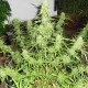 Auto Deimos Feminised seeds