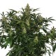 Auto Deimos Feminised seeds