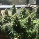 Auto Deimos Feminised seeds