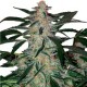 Auto Deimos Feminised seeds