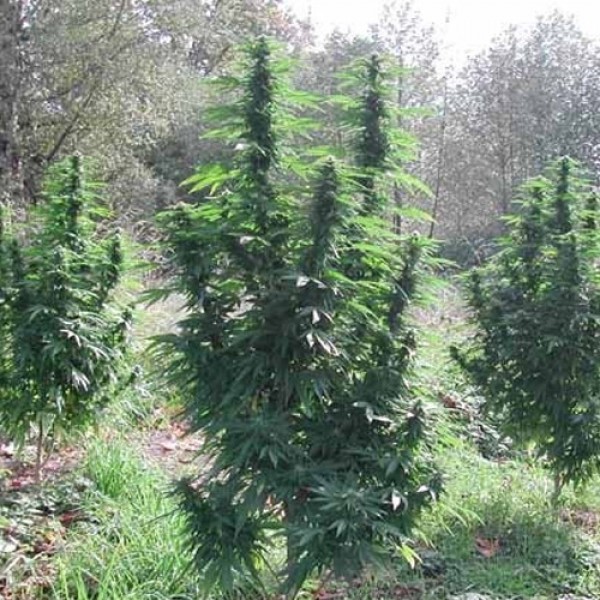 Auto Magnum Feminised seeds