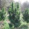 Auto Magnum Feminised seeds