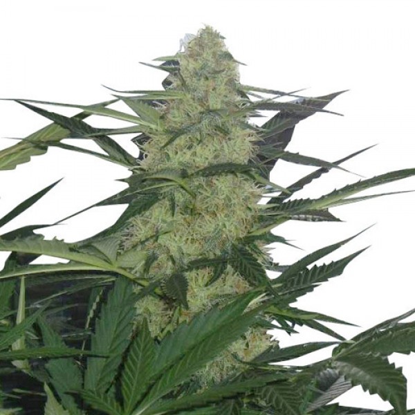 Auto Magnum Feminised seeds