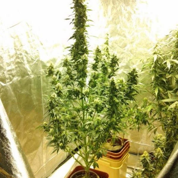 Auto Magnum Feminised seeds