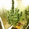 Auto Magnum Feminised seeds