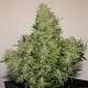 Auto Syrup Feminised seeds