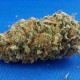 Auto Syrup Feminised seeds