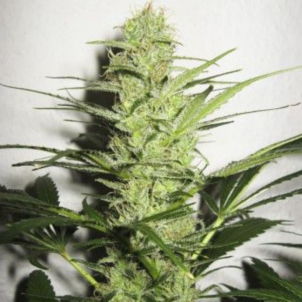 Auto Assorted Feminised seeds