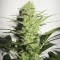 Auto Assorted Feminised seeds
