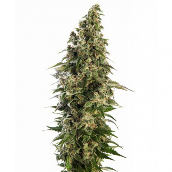Auto Assorted Feminised seeds