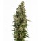 Auto Assorted Feminised seeds