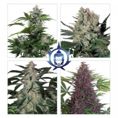 Auto Assorted Feminised seeds