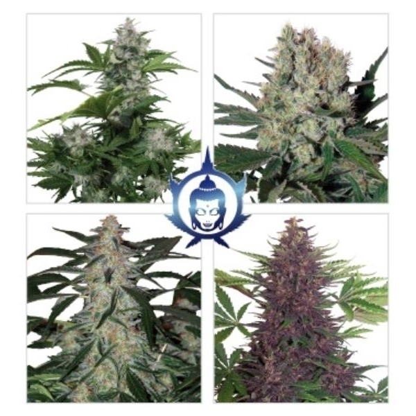 Auto Assorted Feminised seeds