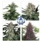 Auto Assorted Feminised seeds