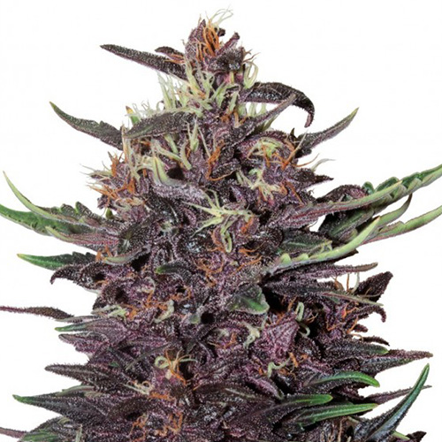 Насіння Auto Buddha Purple Kush Feminised