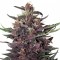 Насіння Auto Buddha Purple Kush Feminised