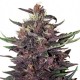 Auto Buddha Purple Kush Feminised seeds