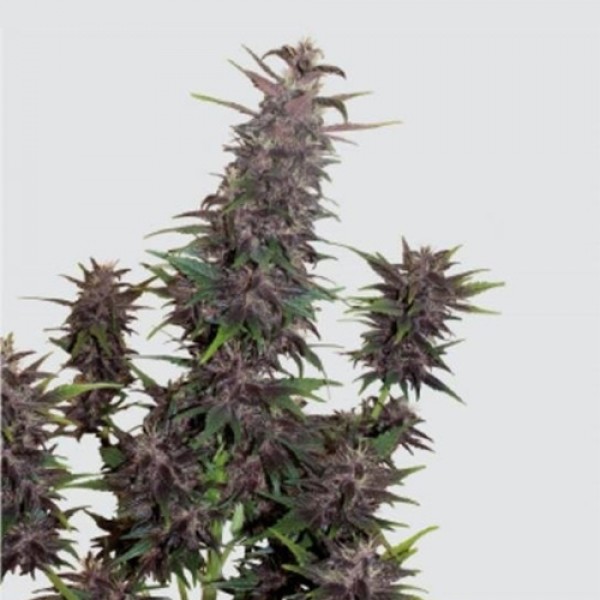 Насіння Auto Buddha Purple Kush Feminised
