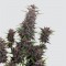 Насіння Auto Buddha Purple Kush Feminised