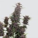 Auto Buddha Purple Kush Feminised seeds