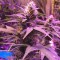 Насіння Auto Buddha Purple Kush Feminised