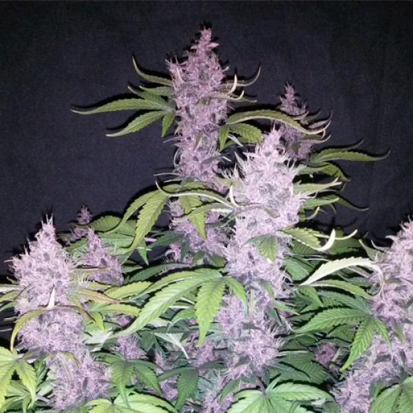 Насіння Auto Buddha Purple Kush Feminised