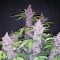 Насіння Auto Buddha Purple Kush Feminised