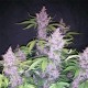 Auto Buddha Purple Kush Feminised seeds