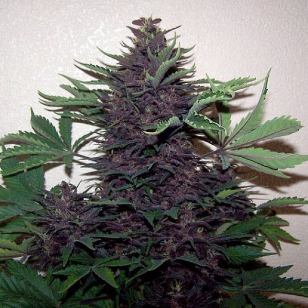 Насіння Auto Buddha Purple Kush Feminised