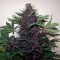 Насіння Auto Buddha Purple Kush Feminised