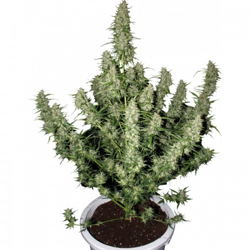 Auto Magnum Feminised seeds